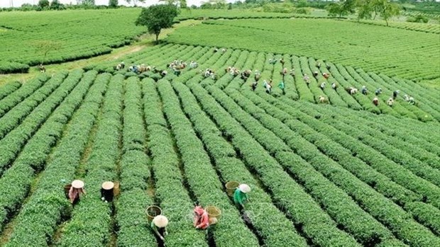 Aplican agricultura verde en reduccion de emisiones de carbono en Vietnam hinh anh 1