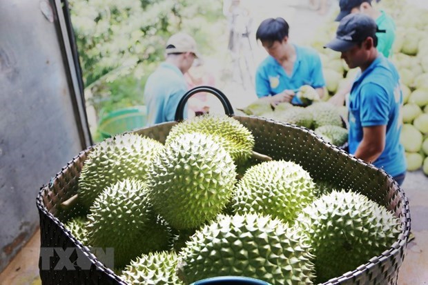 Durian de Vietnam llegara a China hinh anh 1