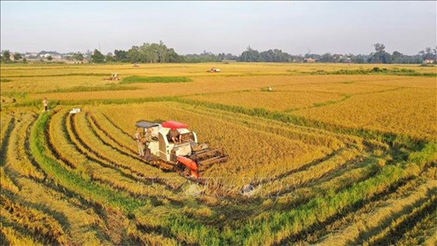 Hanoi busca mejorar la vida de los agricultores hinh anh 2