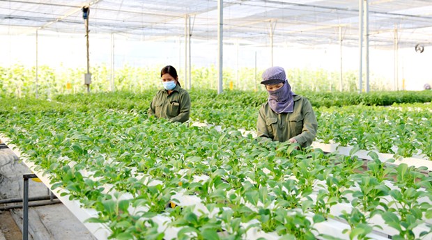 Hanoi busca mejorar la vida de los agricultores hinh anh 1