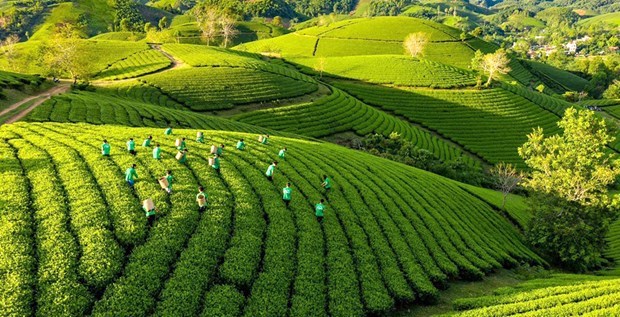 Vietnam agiliza implementacion de Estrategia nacional de crecimiento verde hinh anh 1