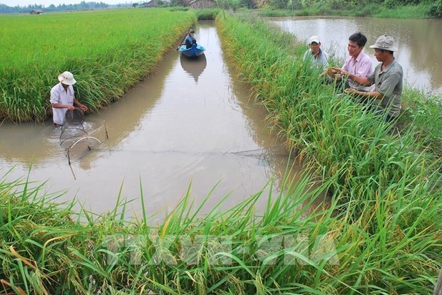 Agricultura vietnamita adopta soluciones para implementar compromisos de COP26 hinh anh 2