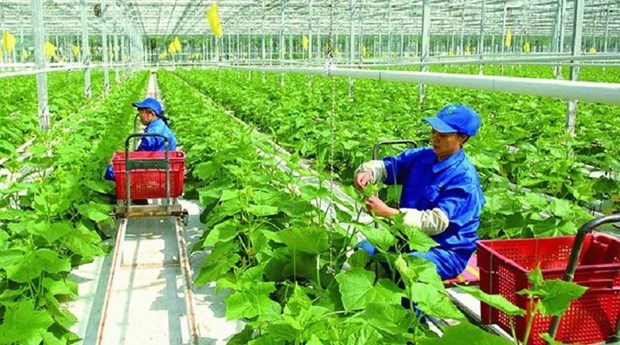 Agricultura vietnamita adopta soluciones para implementar compromisos de COP26 hinh anh 1
