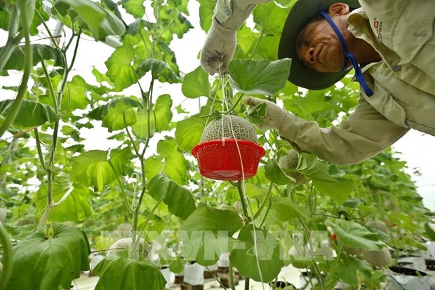 Agricultura verde: tendencia a seguir en Vietnam hinh anh 1