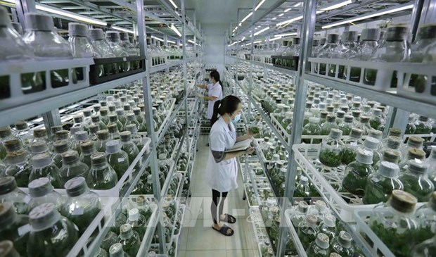 Agricultura verde: tendencia a seguir en Vietnam hinh anh 2