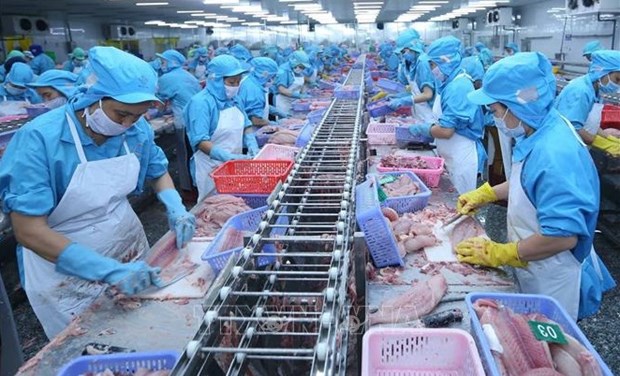 Vietnam registra repunte en exportaciones de pangasius hinh anh 1