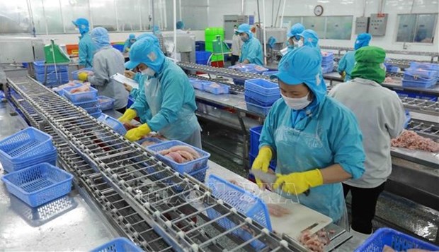 Vietnam registra repunte en exportaciones de pangasius hinh anh 2