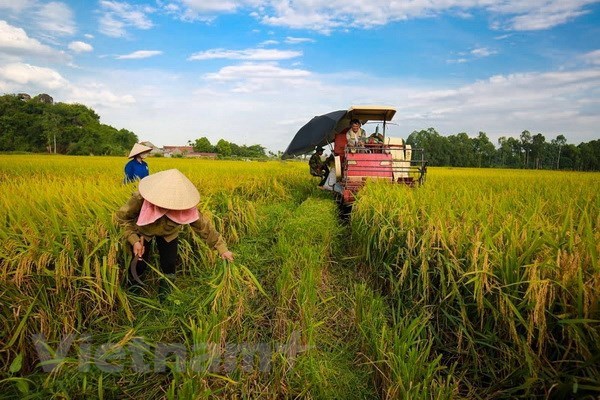 Sector agricola contribuye al superavit comercial de Vietnam hinh anh 1
