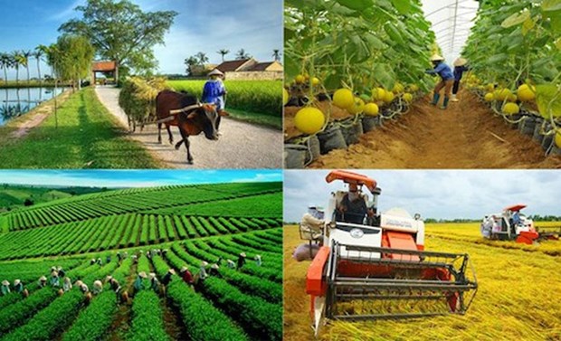 Sector agricola de Vietnam logra alentadores resultados en 2022 hinh anh 3