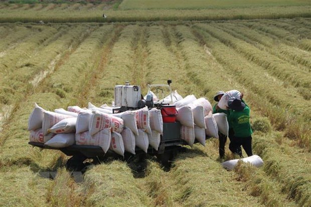 Buenas senales para exportacion de arroz de Vietnam en 2023 hinh anh 1