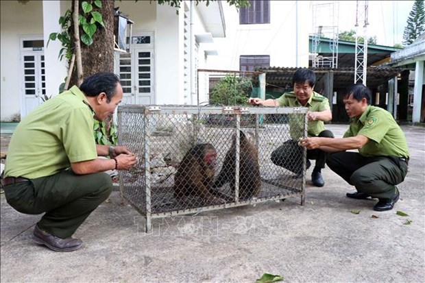 📝 Enfoque: Vietnam promueve proteccion de vida silvestre hinh anh 3