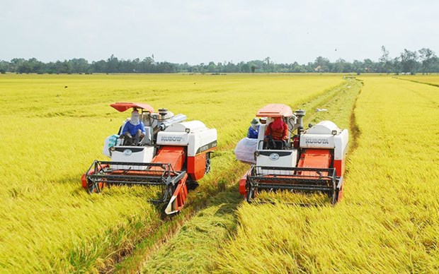 Renovaran variedades de arroz especiales del Delta del Mekong de Vietnam hinh anh 2