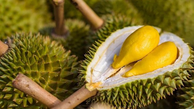 Durian genera expectativas para exportaciones de frutas de Vietnam hinh anh 1