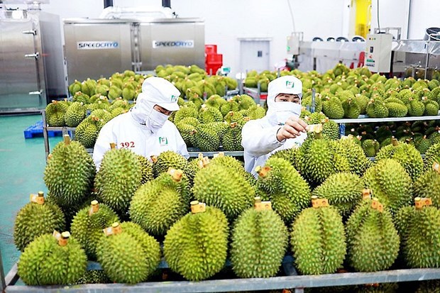 Exportacion de verduras y frutas apunta a cuatro mil millones de dolares en 2023 hinh anh 2