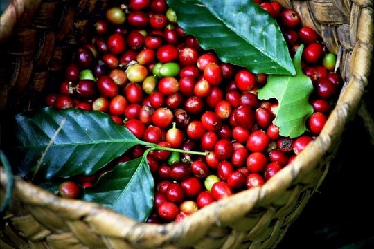 Provincia vietnamita de Gia Lai desarrollara marca de cafe robusta hinh anh 2
