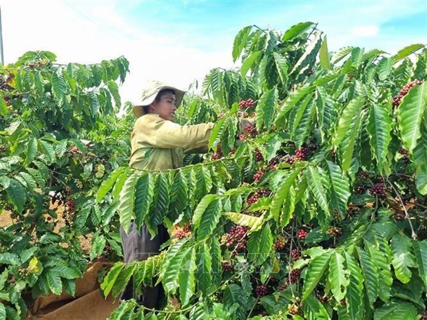 Provincia vietnamita de Gia Lai desarrollara marca de cafe robusta hinh anh 1
