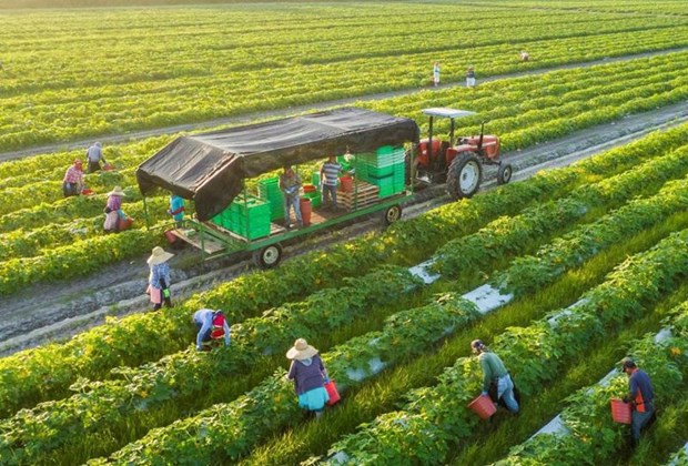 Desarrollan agricultura circular para promover exportaciones sostenibles en Vietnam hinh anh 2