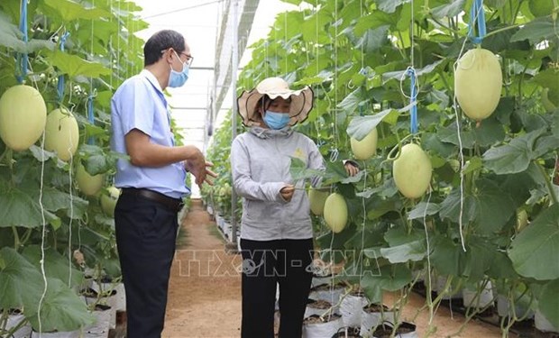 Impulsan desarrollo de personal agricola en Vietnam hinh anh 2