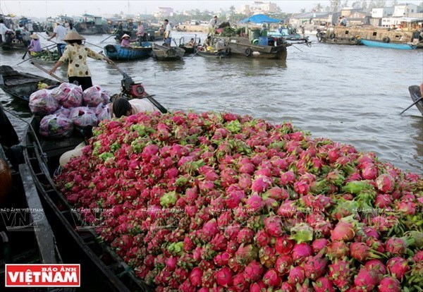 Desarrollan productos turisticos tipicos de ciudad vietnamita de Can Tho hinh anh 1