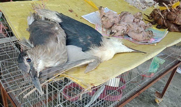Comercio ilegal de animales salvajes en Vietnam hinh anh 4
