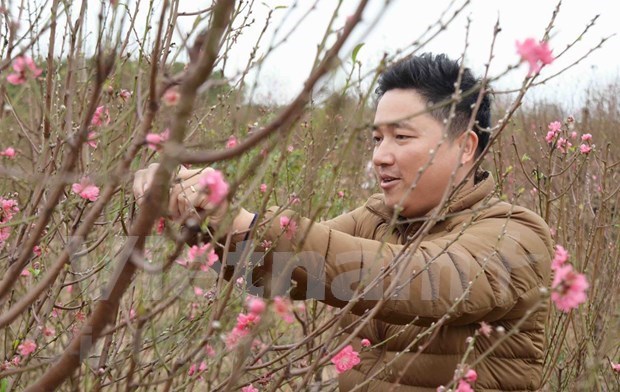Aceleran en Vietnam venta de flores de melocoton con motivo del Tet hinh anh 2