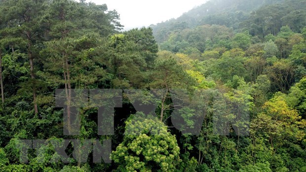 Parque Nacional de Tam Dao, zona de alta biodiversidad hinh anh 2