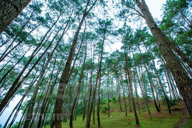 Perderse en el bosque de pinos de Yen Minh - Pradera en la meseta rocosa de Ha Giang hinh anh 9