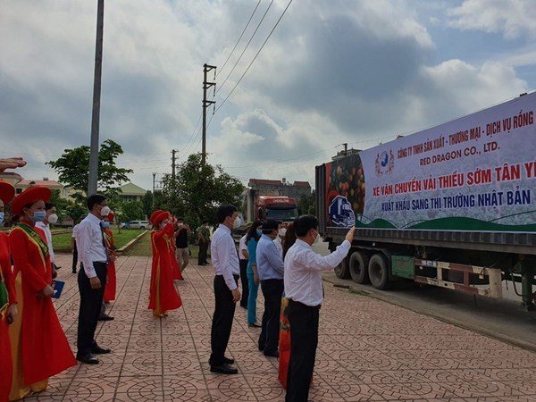 Impulsan la conexion entre empresas y agricultores para impulsar la venta de lichi de Bac Giang hinh anh 1