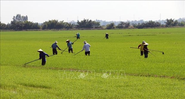 Vietnam por reducir emisiones de gases de efecto invernadero en la produccion agricola hinh anh 2