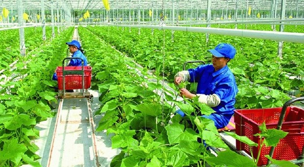 Vietnam por reducir emisiones de gases de efecto invernadero en la produccion agricola hinh anh 1