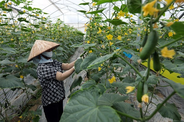 Provincia de Bac Giang amplia los modelos de seguridad alimentaria hinh anh 1