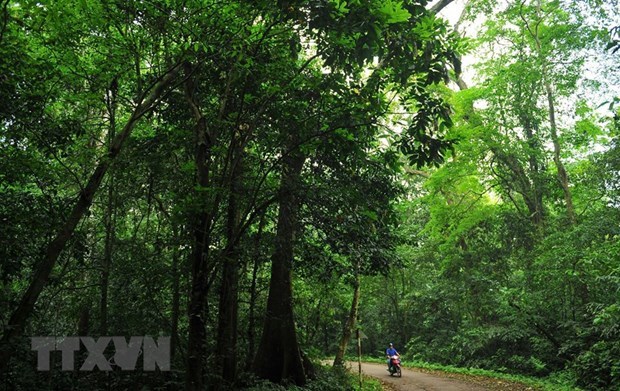 Necesita Vietnam explotar ventajas de ecoturismo de bosque hinh anh 2