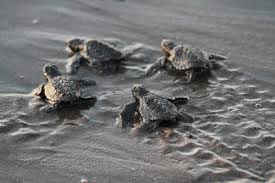 Vietnam elabora plan de accion para proteger tortugas marinas hinh anh 1