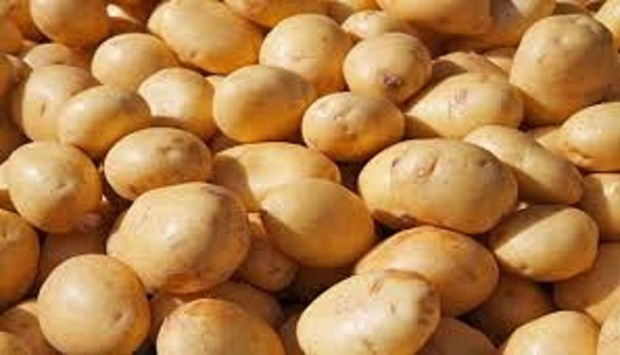 Nueva Zelanda exportara patatas a Vietnam hinh anh 1