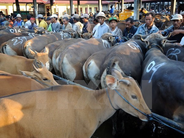 Vietnam, segundo mayor mercado de ganado vivo de Australia hinh anh 1