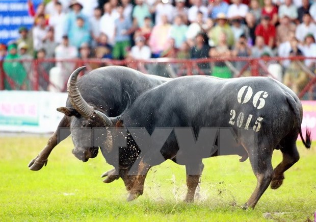 Concluye Festival de lucha de bufalos Do Son 2015 hinh anh 1