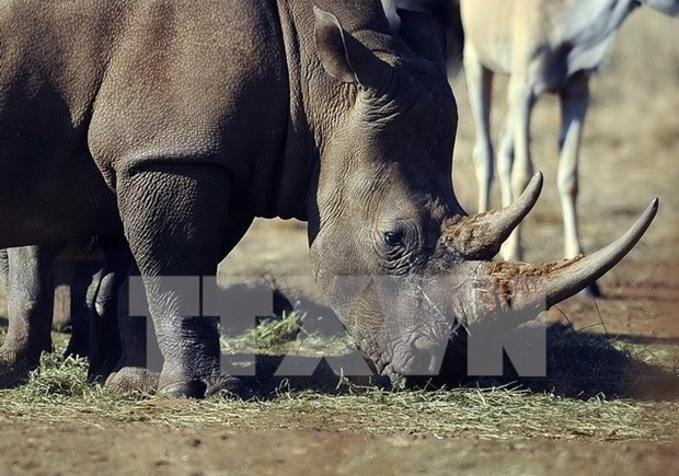 Cuerno artificial no previene caza ilegal de rinocerontes hinh anh 1
