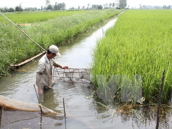 Mesa redonda hacia agricultura sostenible en Sudeste de Asia hinh anh 1