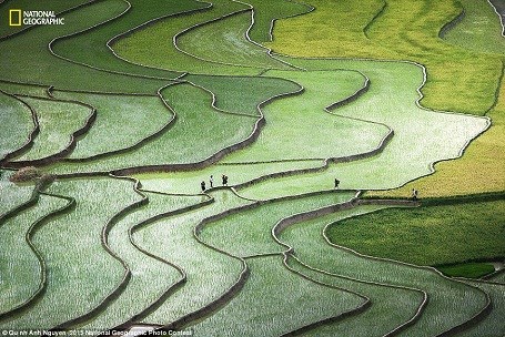 Foto de terrazas vietnamitas entre las mas bellas de concurso mundial hinh anh 1