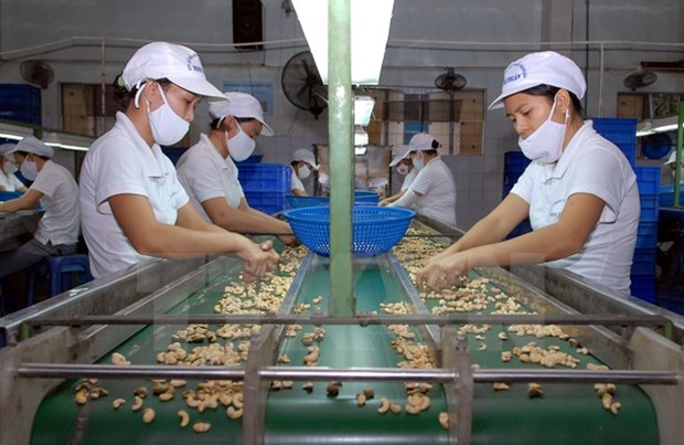 Buenas perspectivas de exportacion vietnamita del anacardo en 2015 hinh anh 1