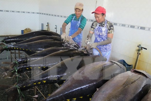 Japon transfiere tecnologia de pesca de atun oceanico a Vietnam hinh anh 1