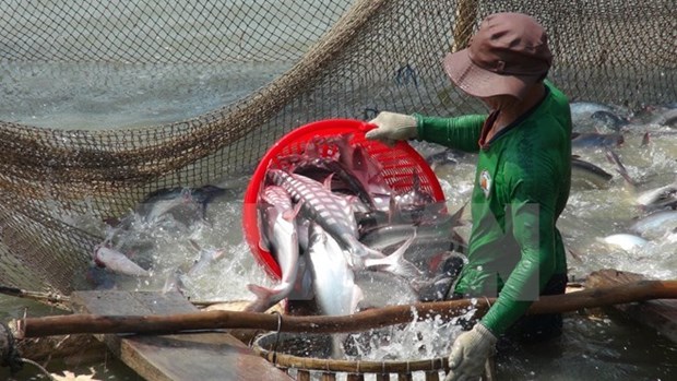 Busca Vietnam medidas para evitar interrupcion de exportacion de pescados a EE.UU. hinh anh 1