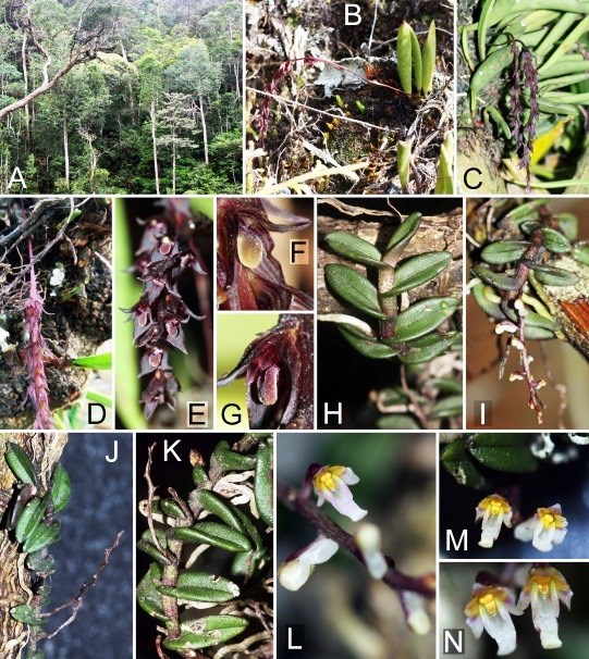 Descubren ocho nuevas especies de orquidea en Altiplanicie Occidental hinh anh 1