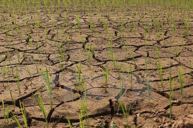 Produccion de arroz en Sudeste Asia sufre impactos por El Nino hinh anh 1