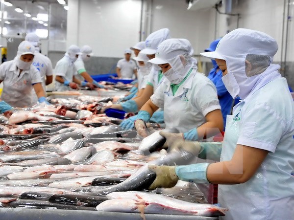 Exportacion de pescado sin escama enfrenta dificultades hinh anh 1