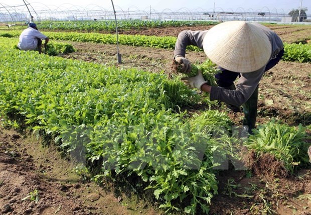 Localidades vietnamita y japonesa colaboran en agricultura hinh anh 1
