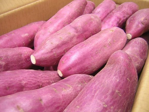 Certifican como sanas batatas de Vietnam exportadas a Singapur hinh anh 1