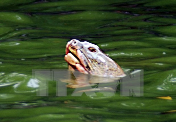 Cuerpo de famosa tortuga de Lago Hoan Kiem sera conservado en museo hinh anh 1
