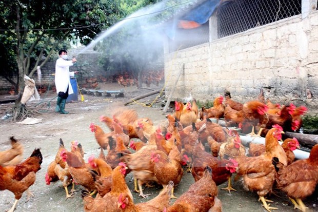 Vietnam intensifica labores preventivas contra epidemia aviar hinh anh 1
