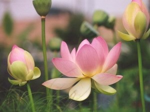 Flor de loto, símbolo de espíritu y elegancia de los hanoyenses |  Cultura-Deporte | Vietnam+ (VietnamPlus)
